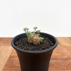 Monsonia peniculina 【モンソニア・ペニクリナム・実生】