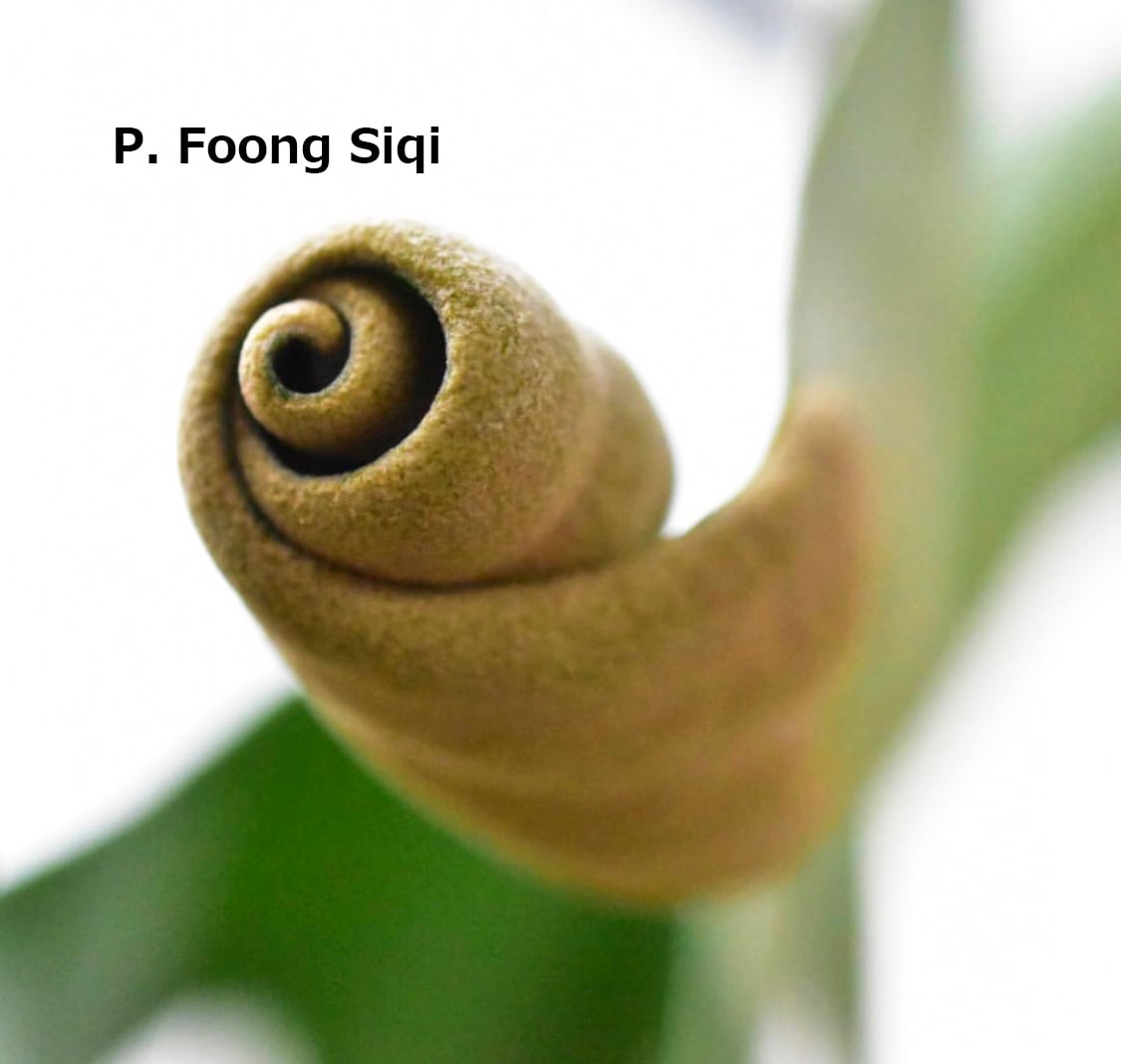 a) P. 'Foong Si Qi' ビカクシダ 'フーンシキ' | vandaka plants