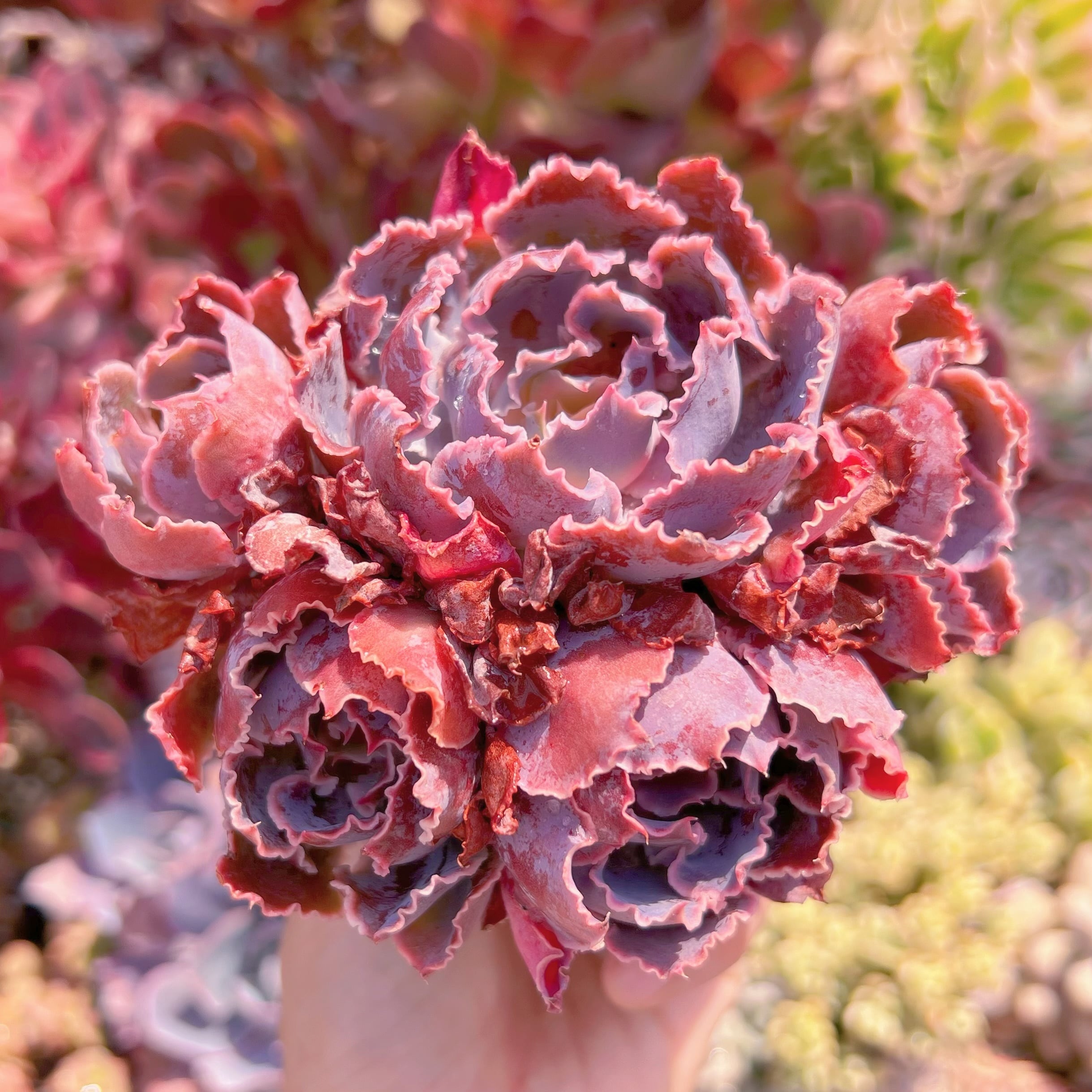 現品　シャビアナ#724　大群生　るる農園