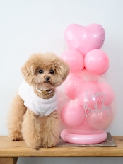 バルーンラッピング POPPING BALLOON X’mas