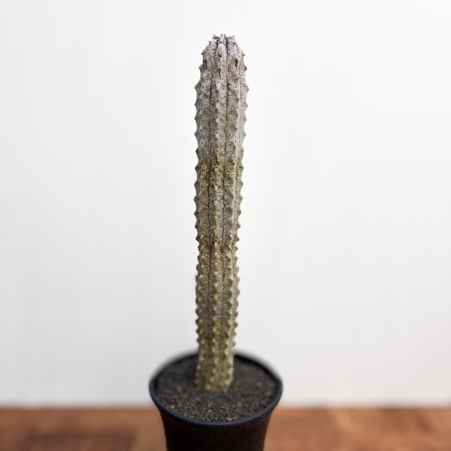 Euphorbia abdelkuri【ユーフォルビア・アブデルクリ】