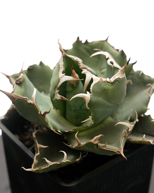 鉢植え 白鯨 Agave titanota 'Hakugei'