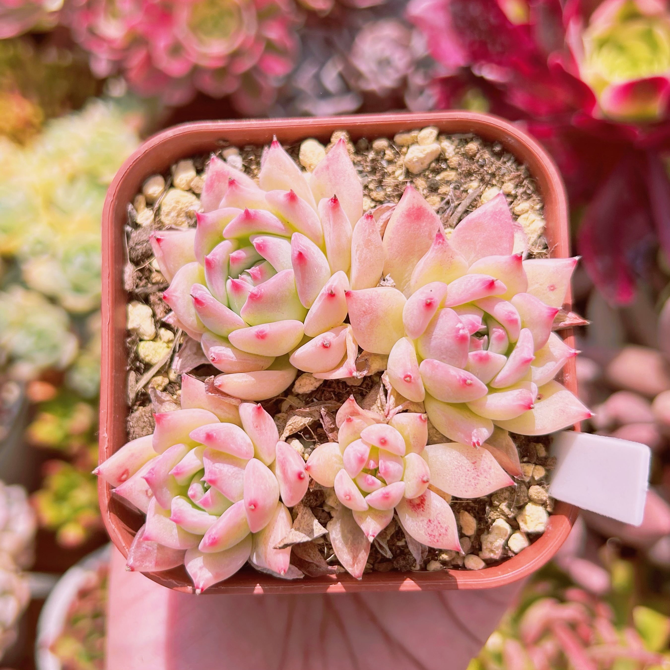 #905現物　多肉植物　AKマリア　