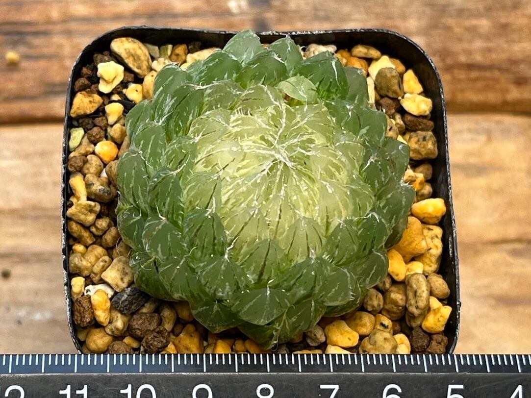 ハオルチア 多肉植物 ハオルチア オブツーサ錦 ハオルシア 翠雲 糊斑