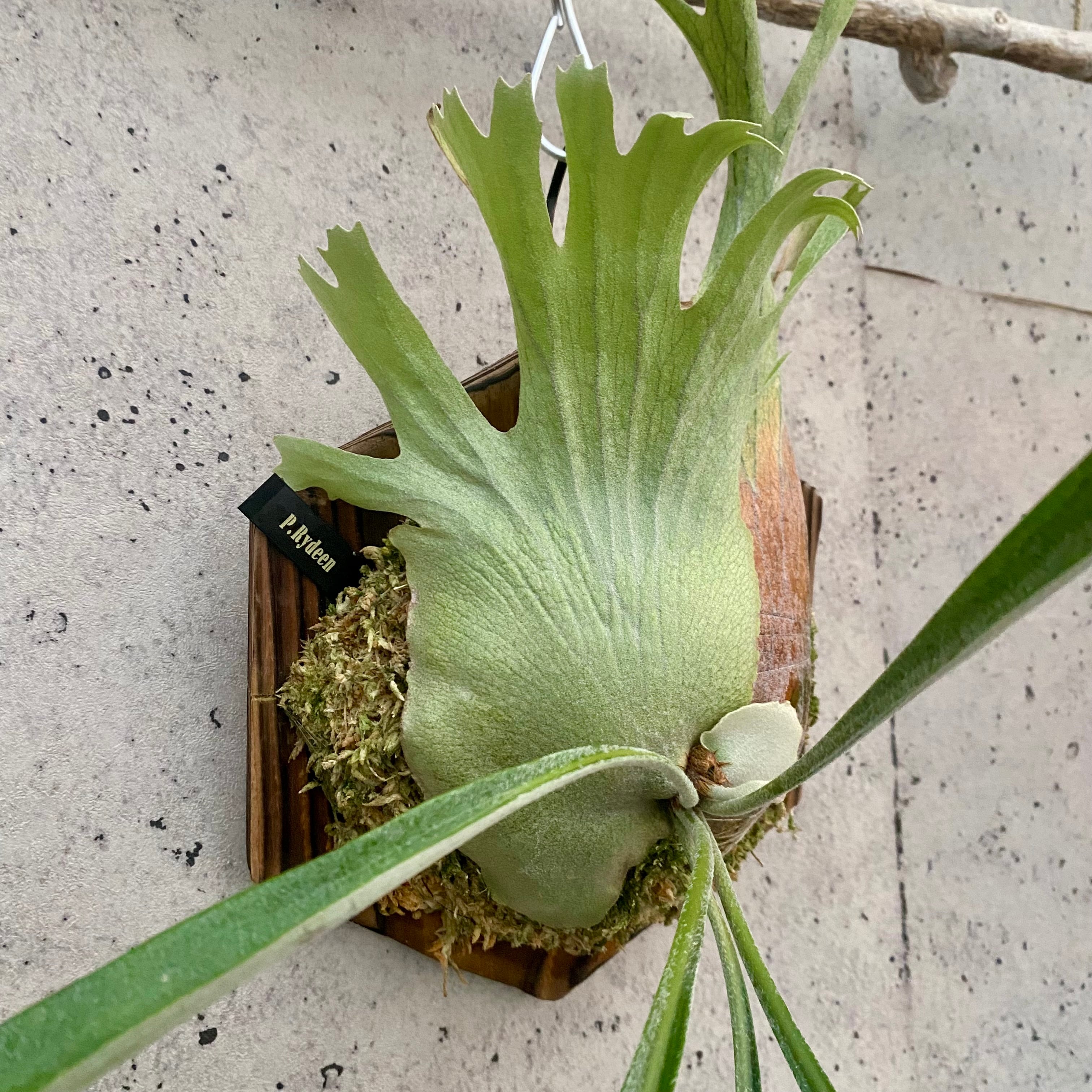Planet Plants プラネットプランツ