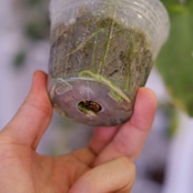 アンスリウム・レガレ / Anthurium Regale㉓│観葉植物
