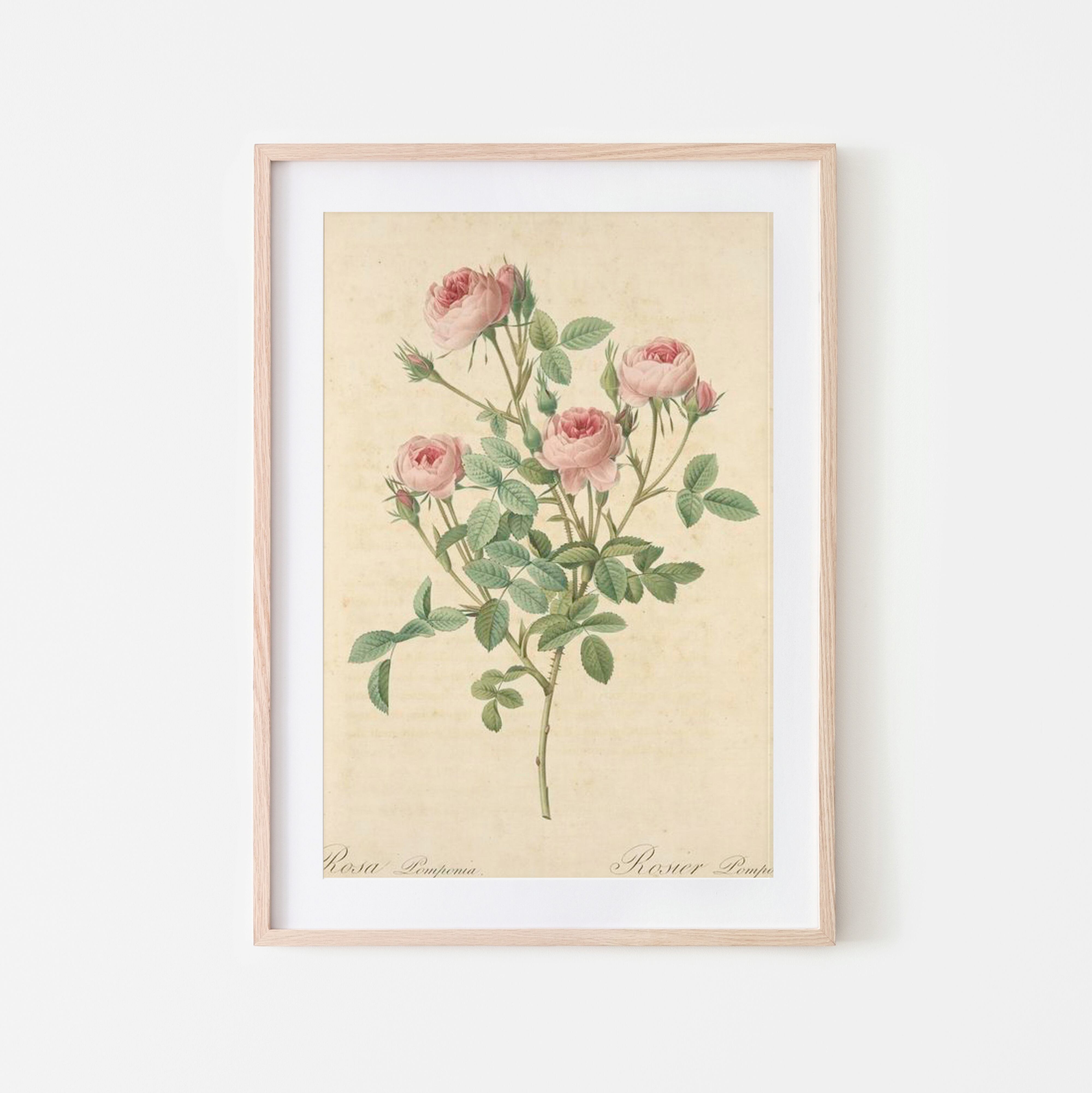 ルドゥーテの薔薇アートプリント De Meaux | ヴィンテージアートポスター