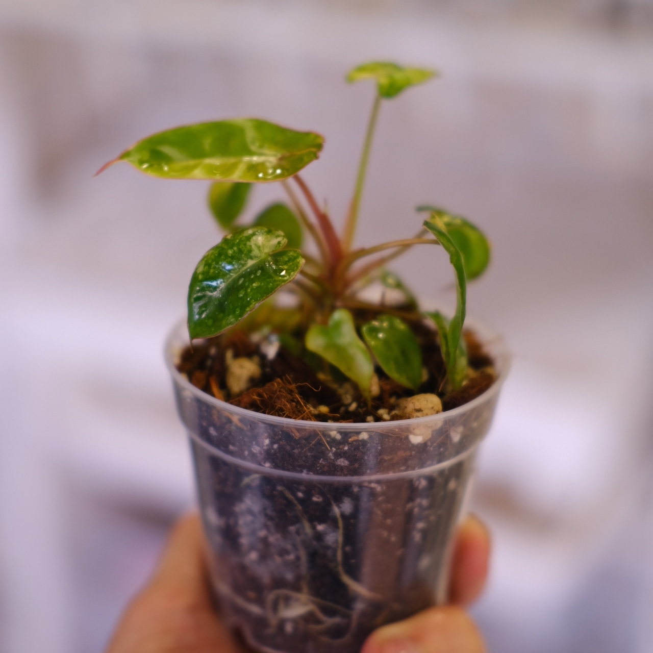 Philodendron billietiae variegated│フィロデンドロン・ビリエッティエ・バリエガータ│観葉植物