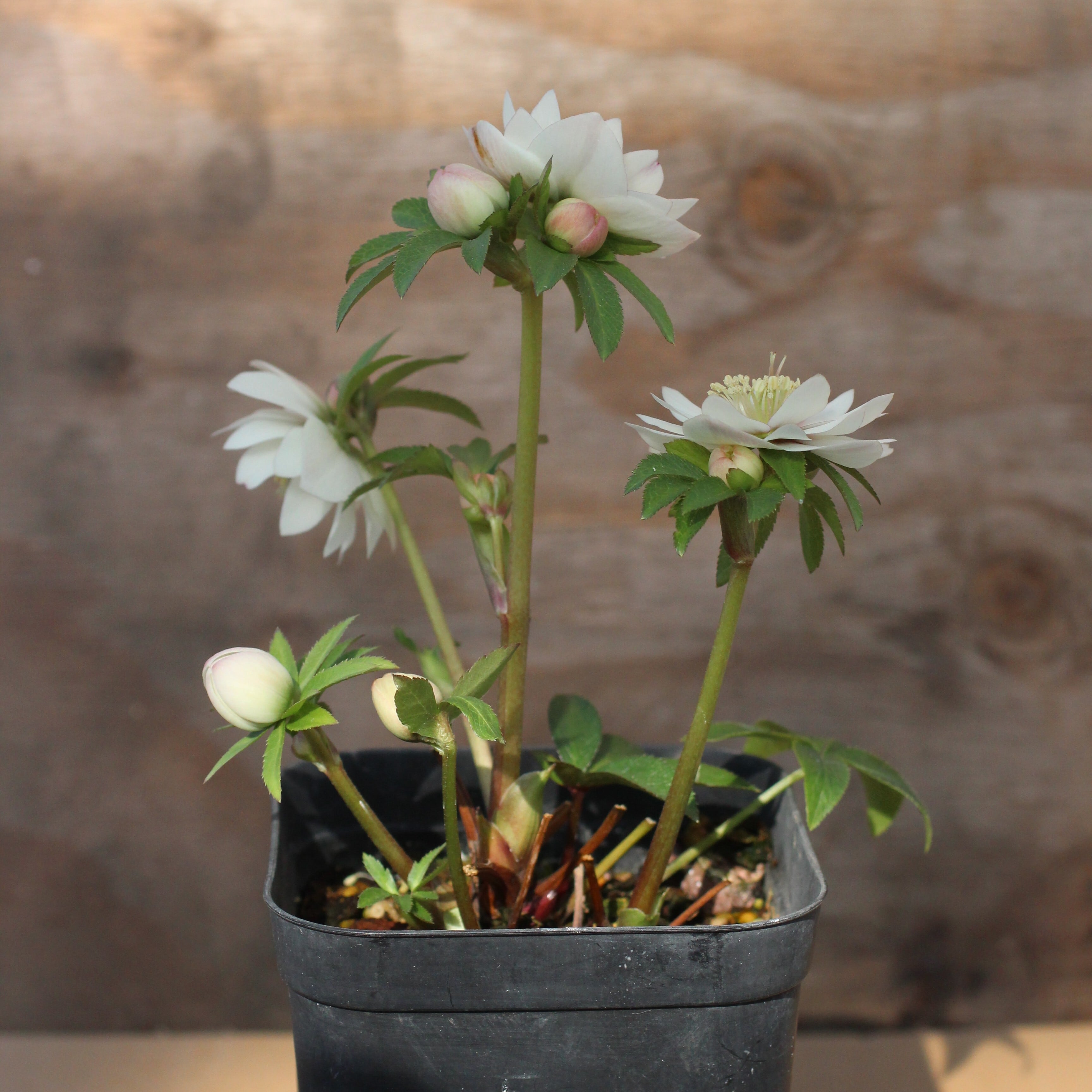 WS26-064 クリスマスローズ ウィンターシンフォニー 静ダブル