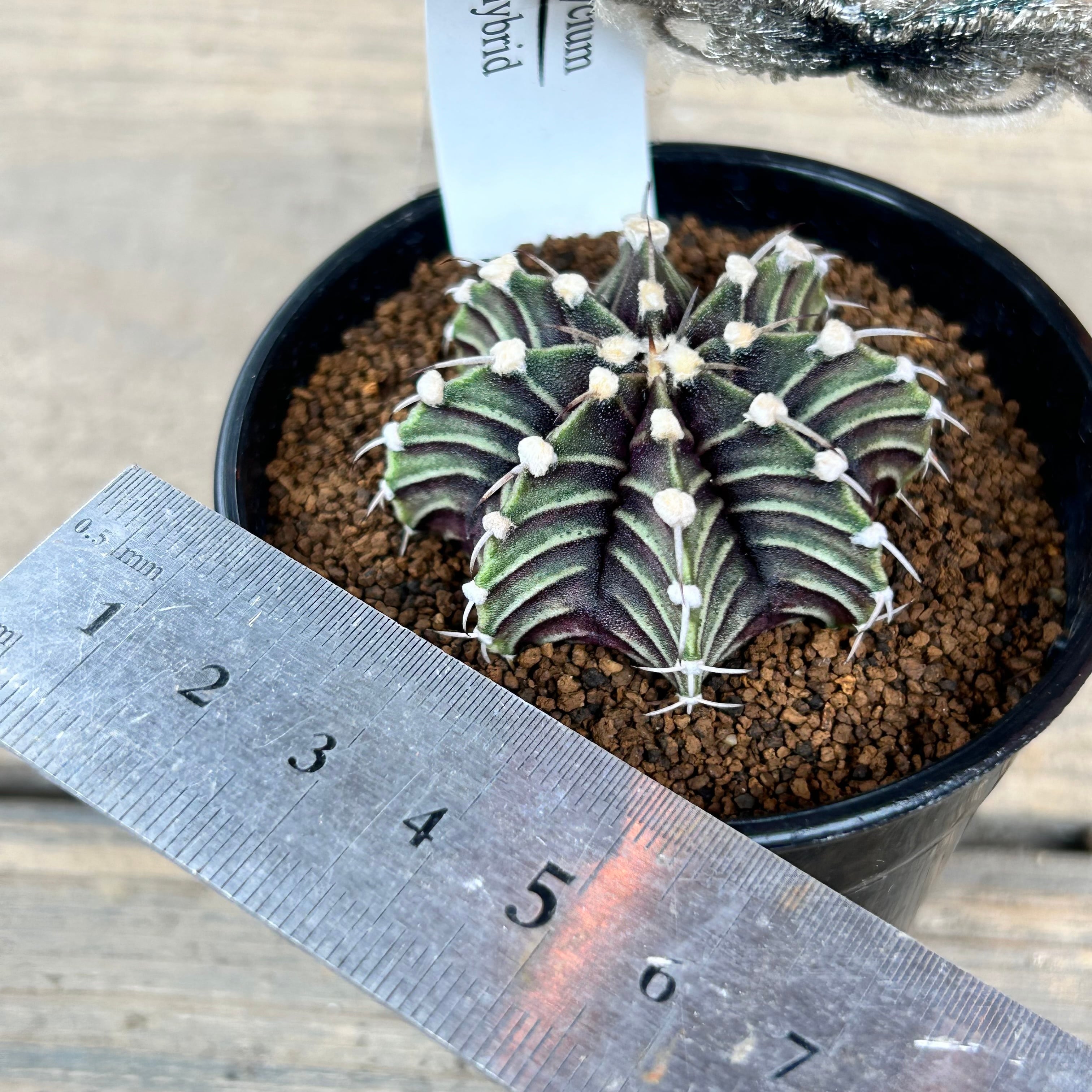 ユッカ　リギダ　太株 AL885】ユッカ リギダ