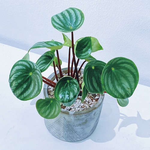 ペペロミア アルギレイラ サンデルシー（スイカぺぺ）Peperomia argyreia 11/20