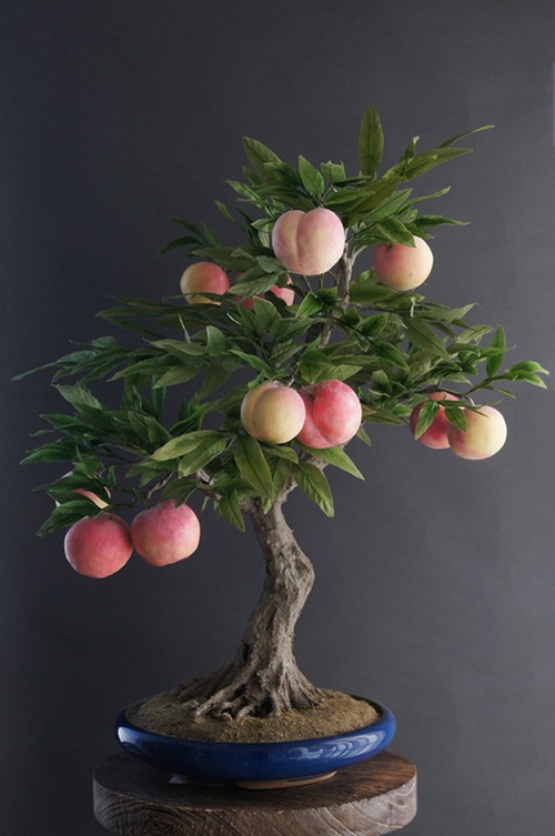 盆栽 桃 Peach Tree Bonsai #100