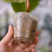 フィロデンドロン エルチョコレッド / Philodendron "El Choco Red"⑯ / 観葉植物<育て方・花言葉>