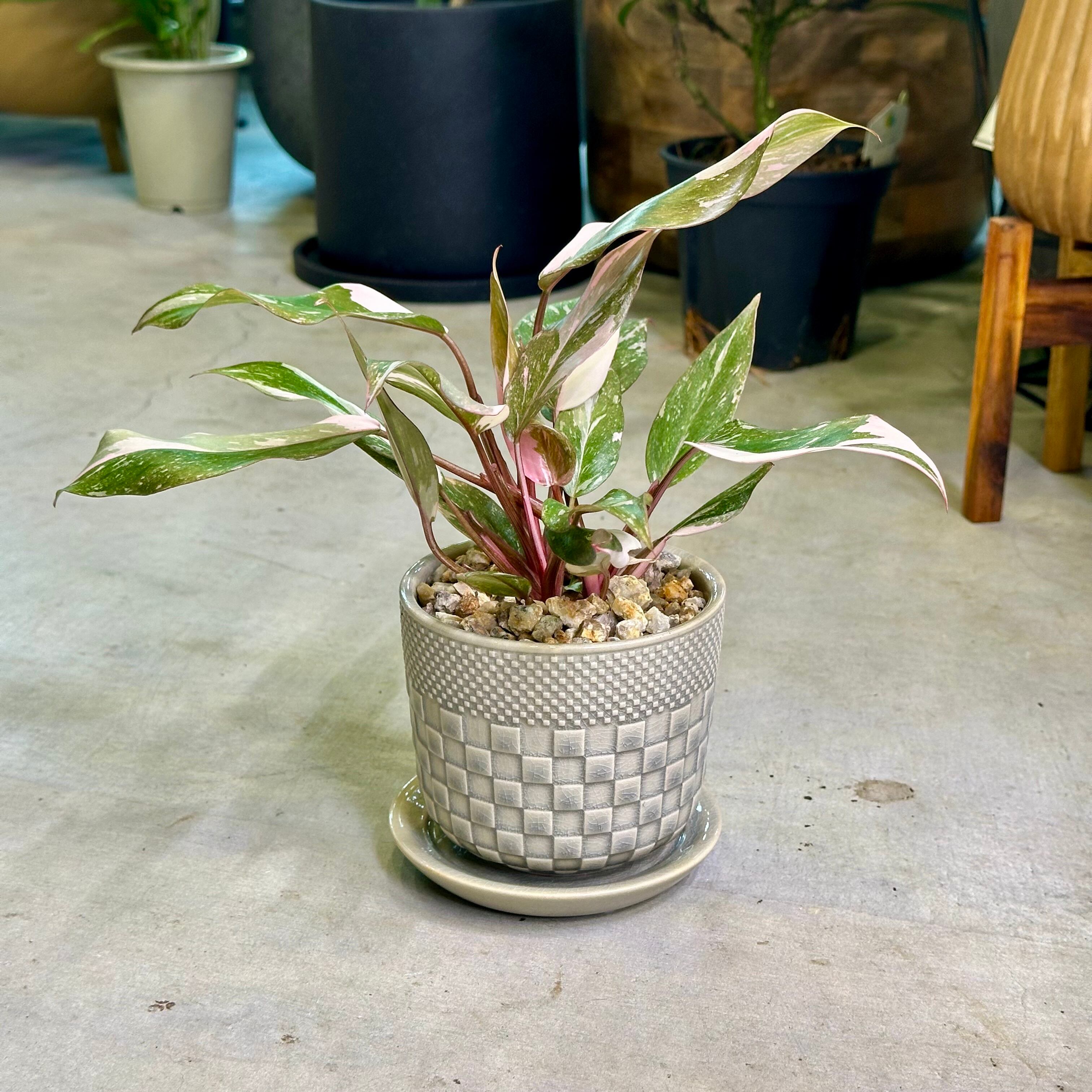 フィロデンドロン・ピンクプリンセスマーブル | barrelplants_BONSAI