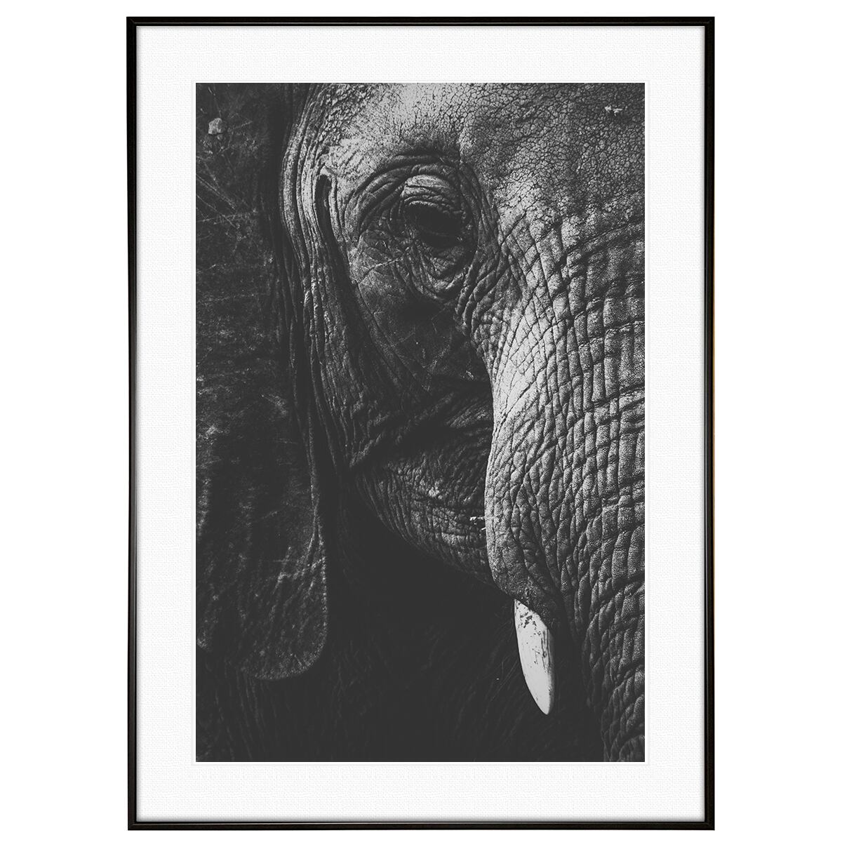 モノクロ象のフォトフレーム 動物写真 象 インテリア モノクロアートポスター額装 AS1307