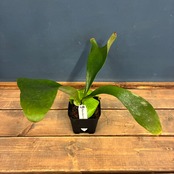 【UJビカクフェア】【〜4/16 10%OFF】 ビカクシダ P. ellisii【588】