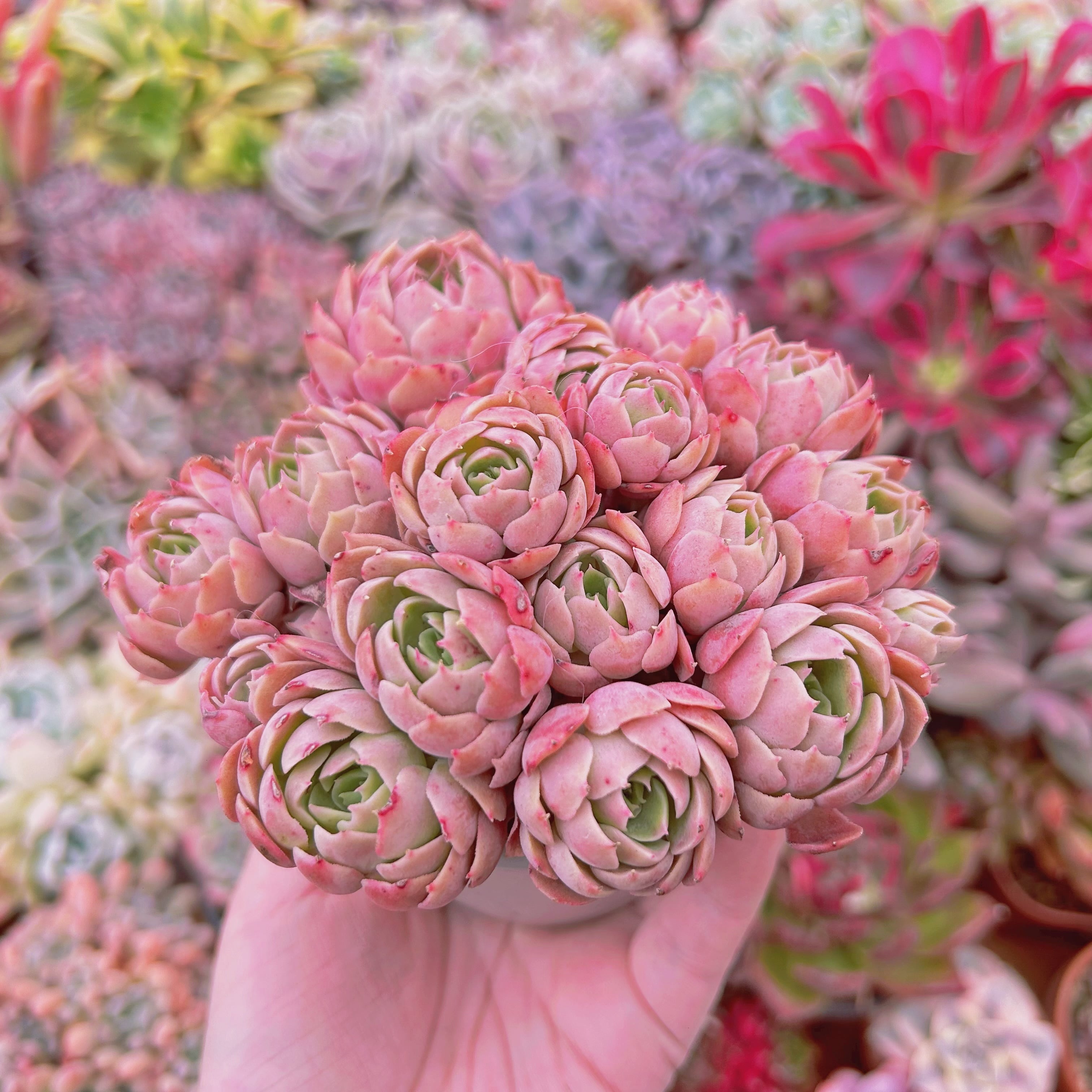 多肉植物 Echeveria 新品種 デザートローズ 6頭以上 特大 | るる農園