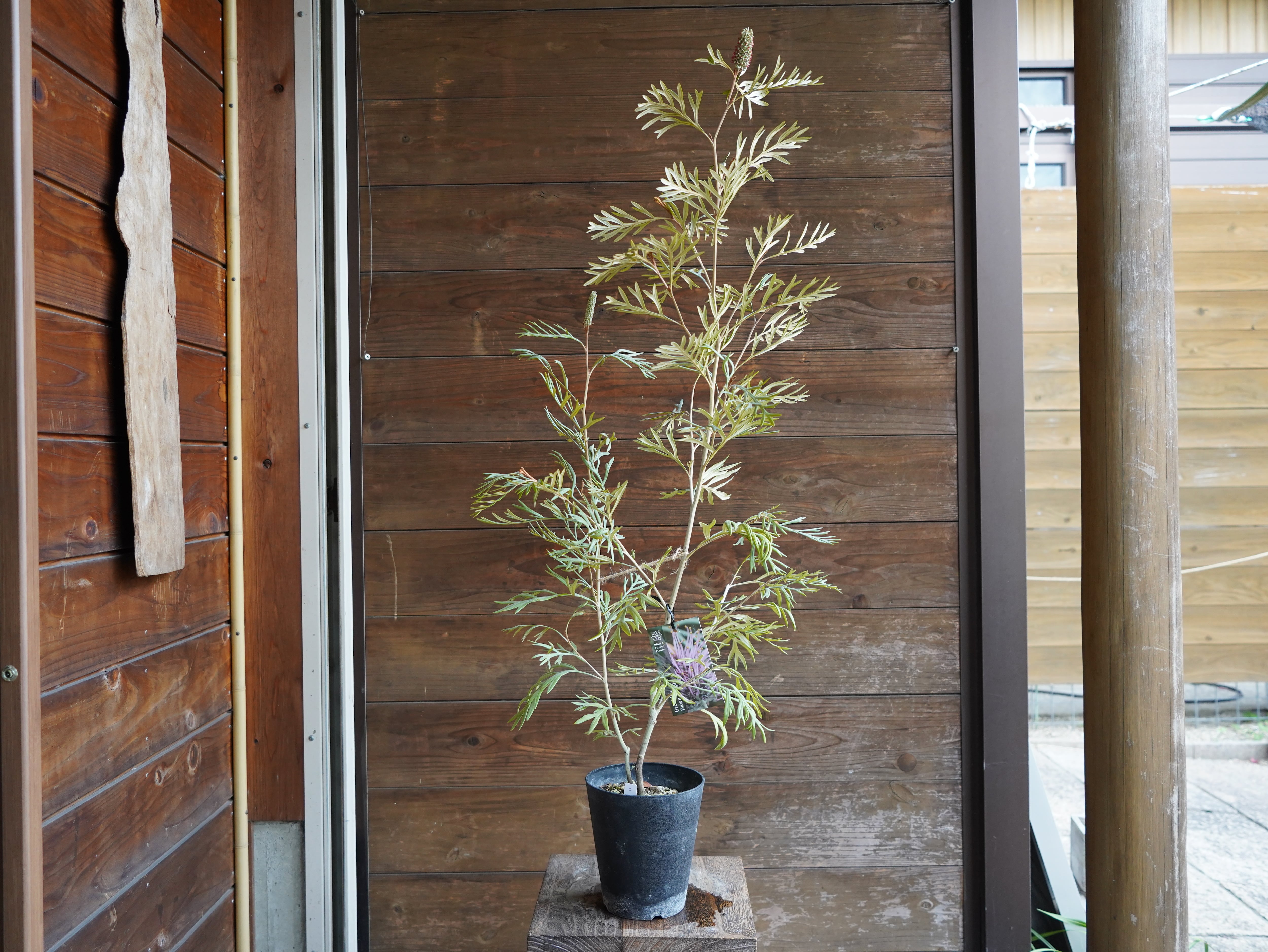 【現物】グレビレア　”ドーンパープル”　C