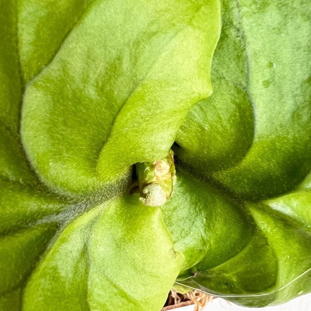 ビカクシダ リドレイ 板付 【観葉植物 室内 コウモリラン】