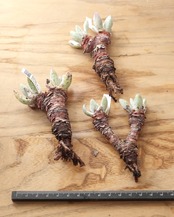 カット苗 ダドレア パウシフローラ L Dudleya pauciflora