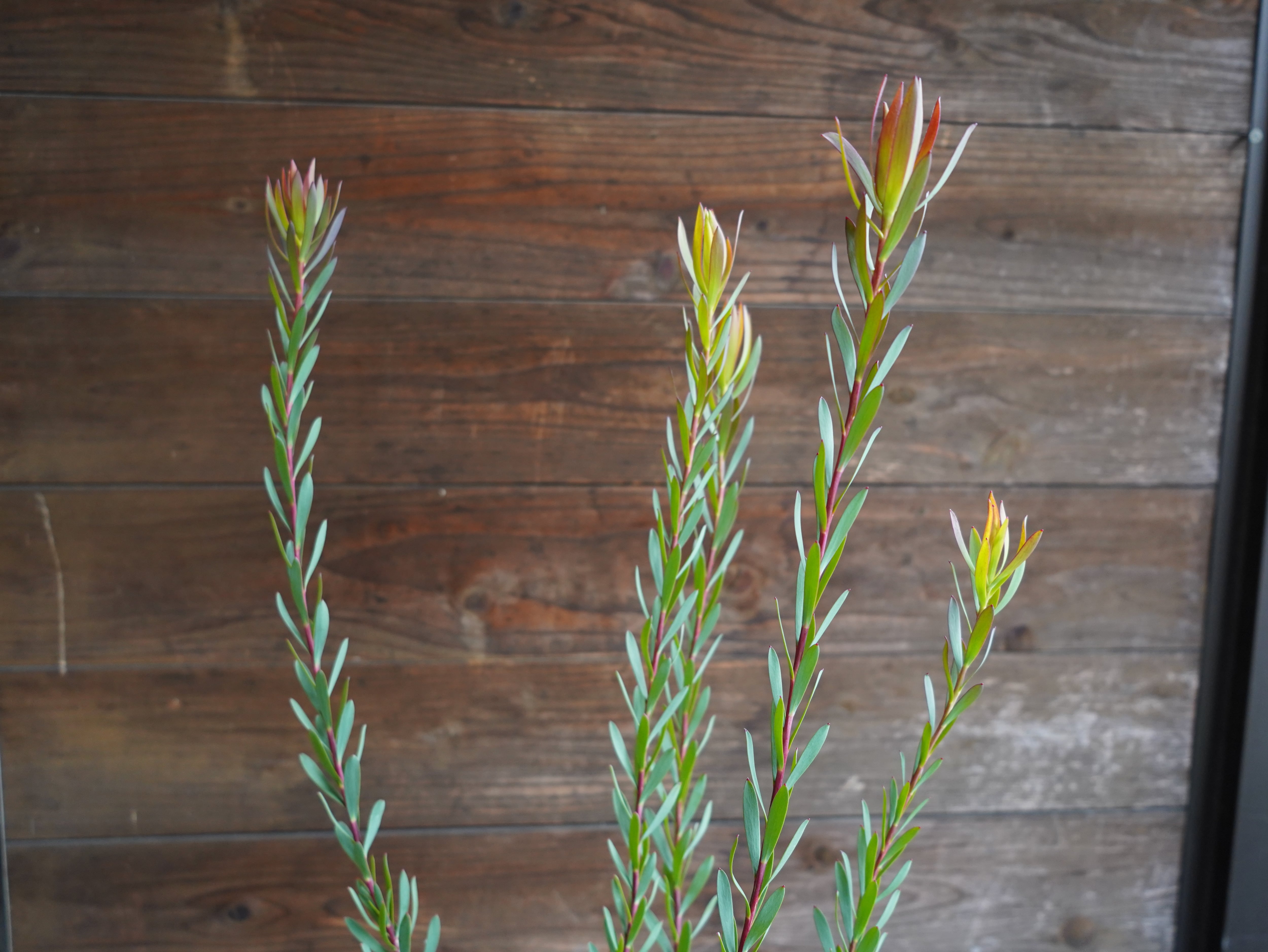 【現物】リューカデンドロン　”Amy”