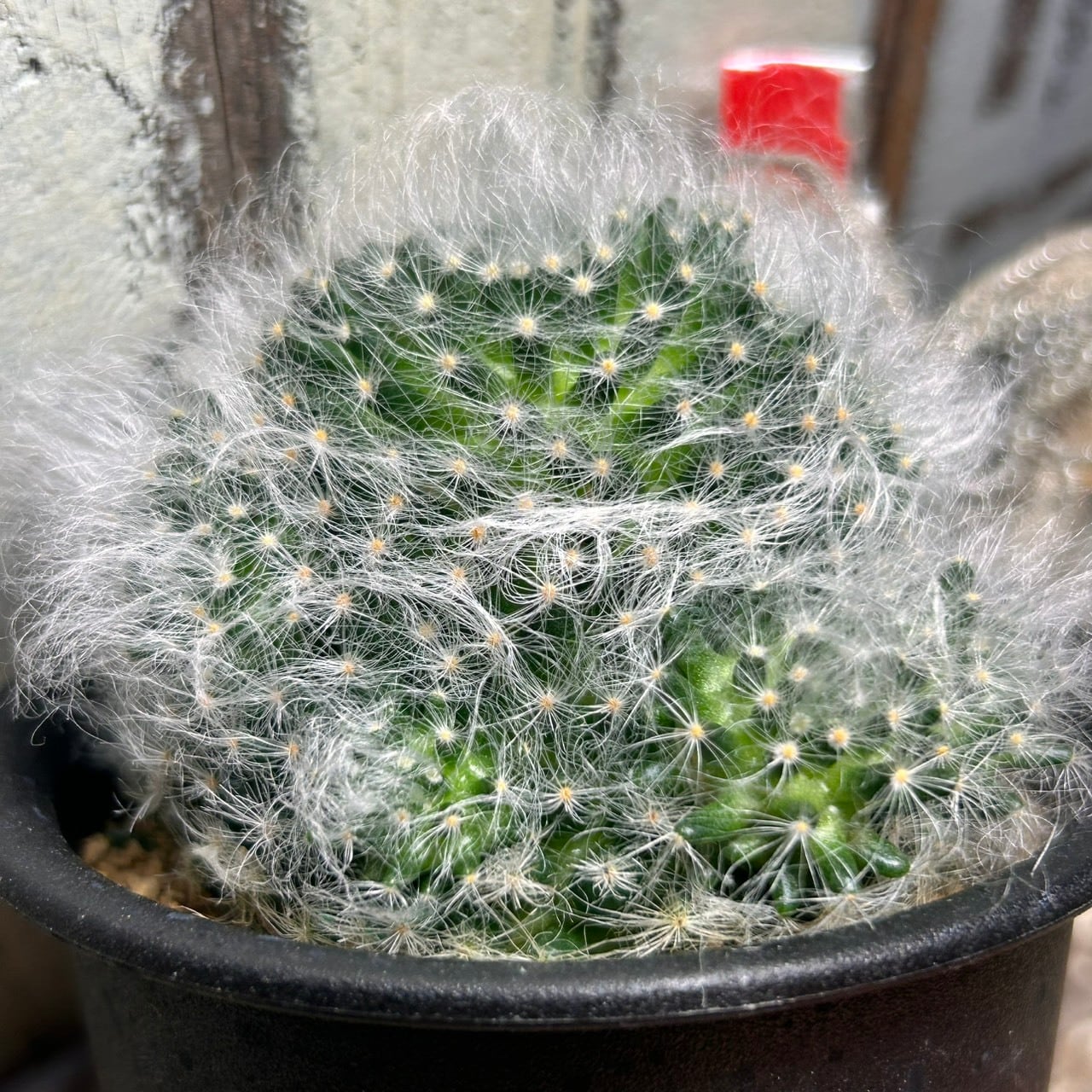 白光丸サボテン　Coronaバケツ付き T)白光殿 | RuPo 多肉植物専門店
