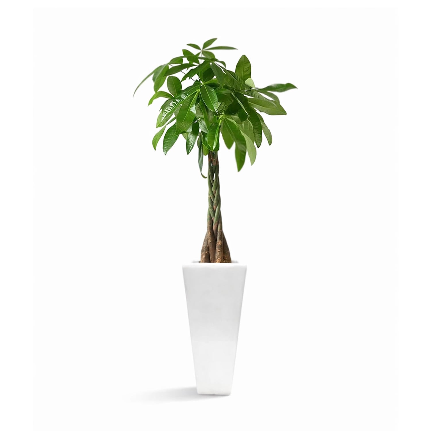 お洒落なねじりパキラ｜白陶器の縦型インテリア観葉植物 | インテリア