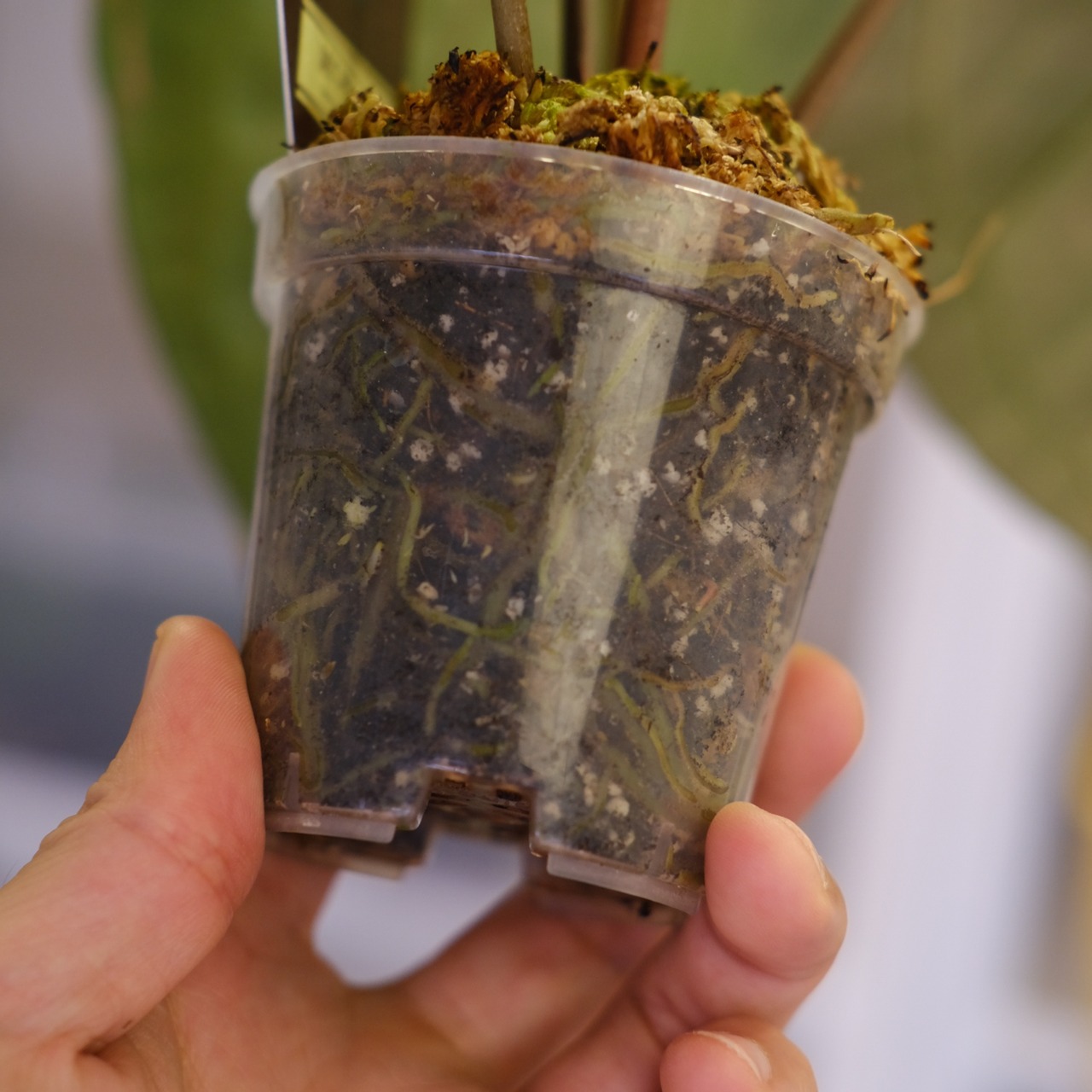 【正規タグ】Anthurium 'Michelle' by DOC BLOCK⑮ / アンスリウム・ミシェル│観葉植物