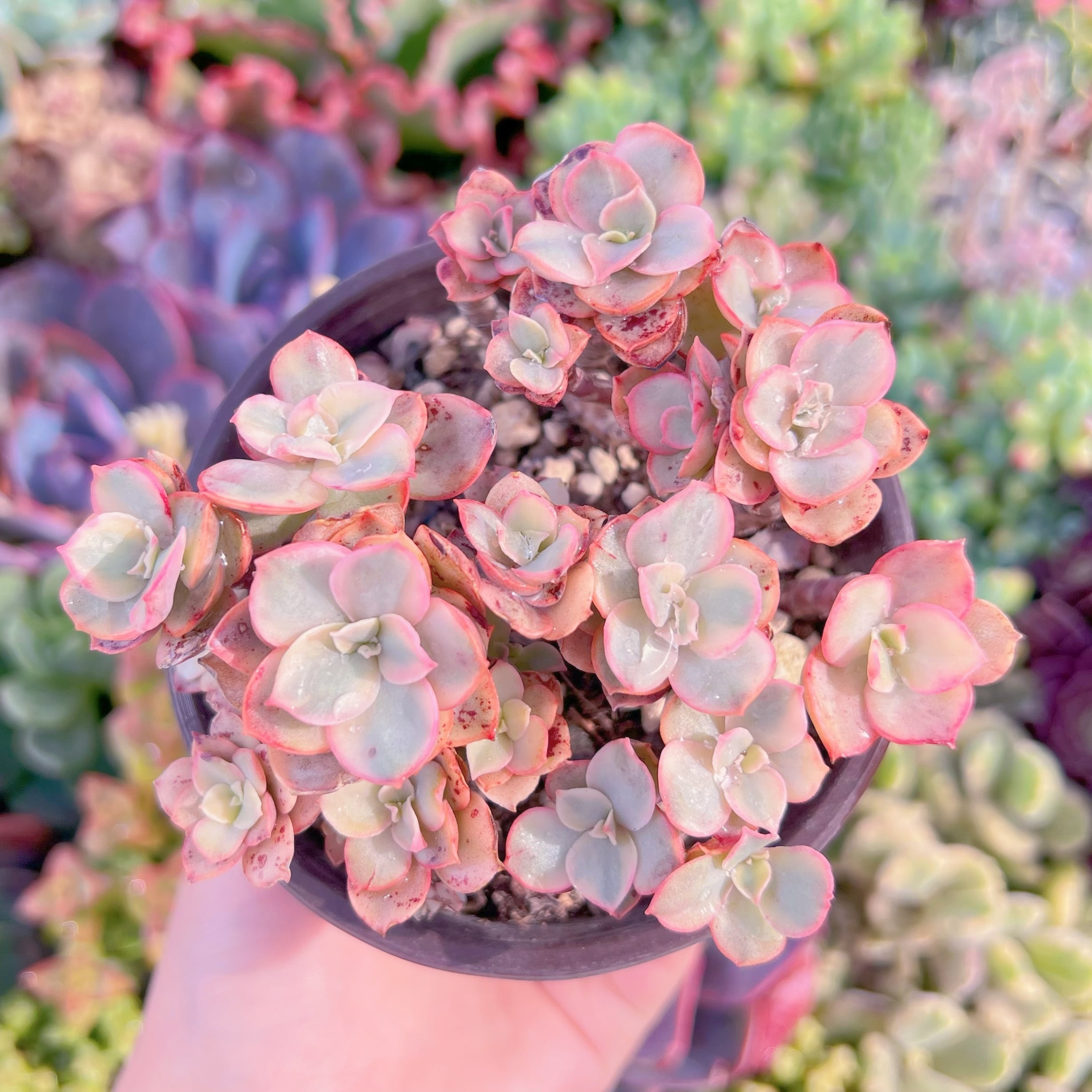 現品　スヨン錦#M255　るる農園