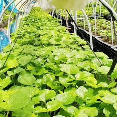 【わさび様】専用ページ わさび 様 Wasabi様専用 わさび様専用出品 わさび様専用