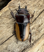 【WF4】《ブルイジンノコギリ原名亜種 50.5mm ペア》