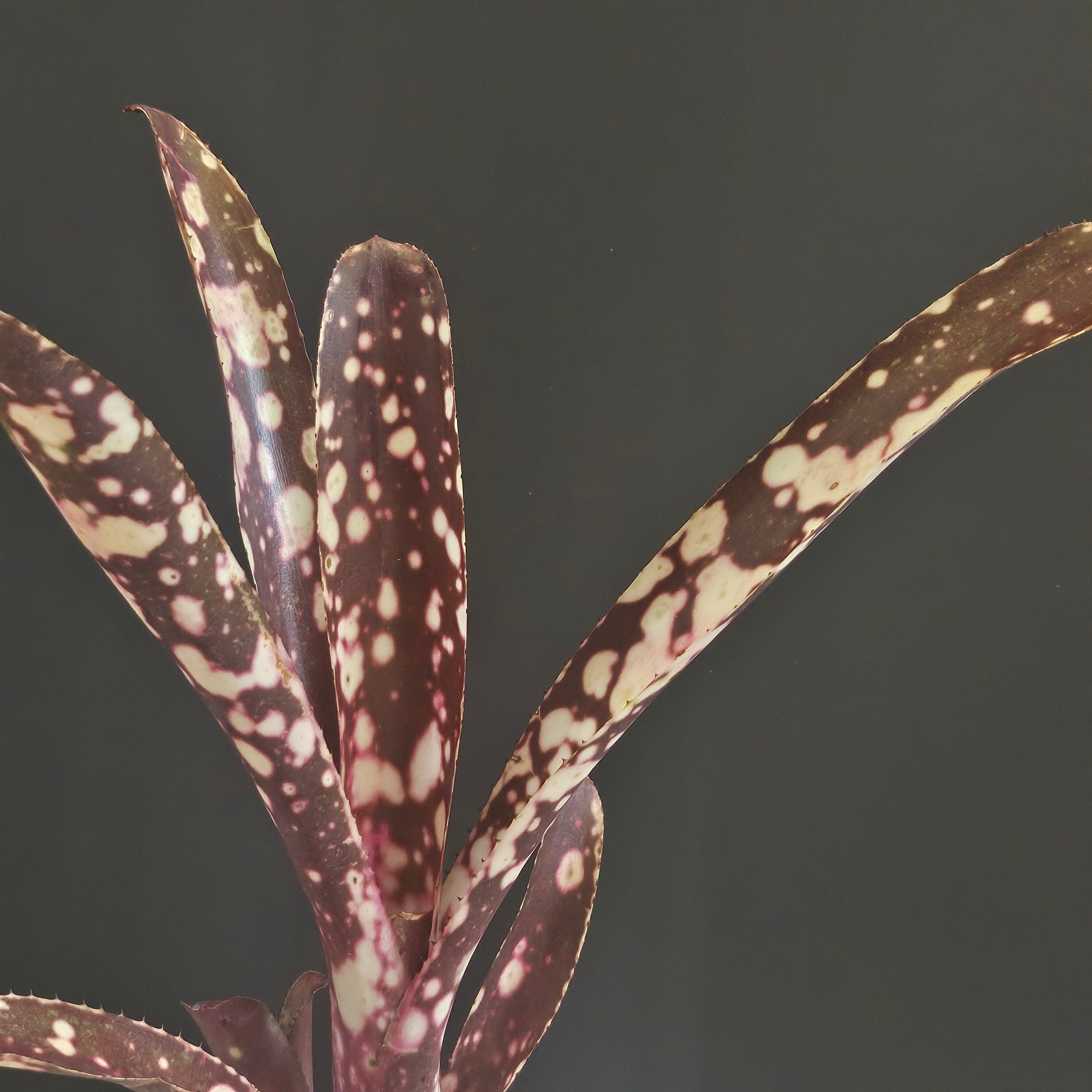 Billbergia 'Dippin Dots' Australia (ビルベルギア 'ディッピン