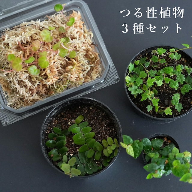 つる性植物おすすめ【３種セット】テラリウム／パルダリウムの表現を広げる