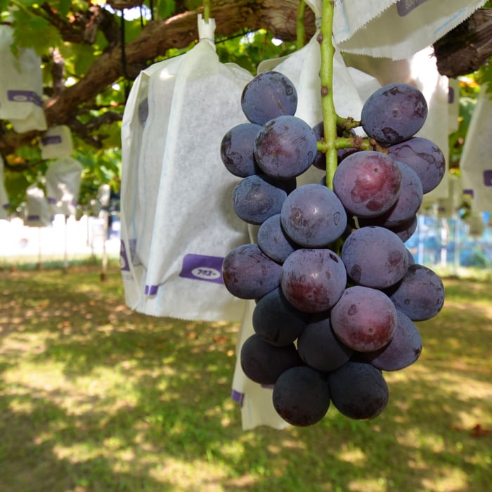 ぶどう 8月上旬発送開始！早生ぶどうセット(2房) | お店から探す,あ行,あさ