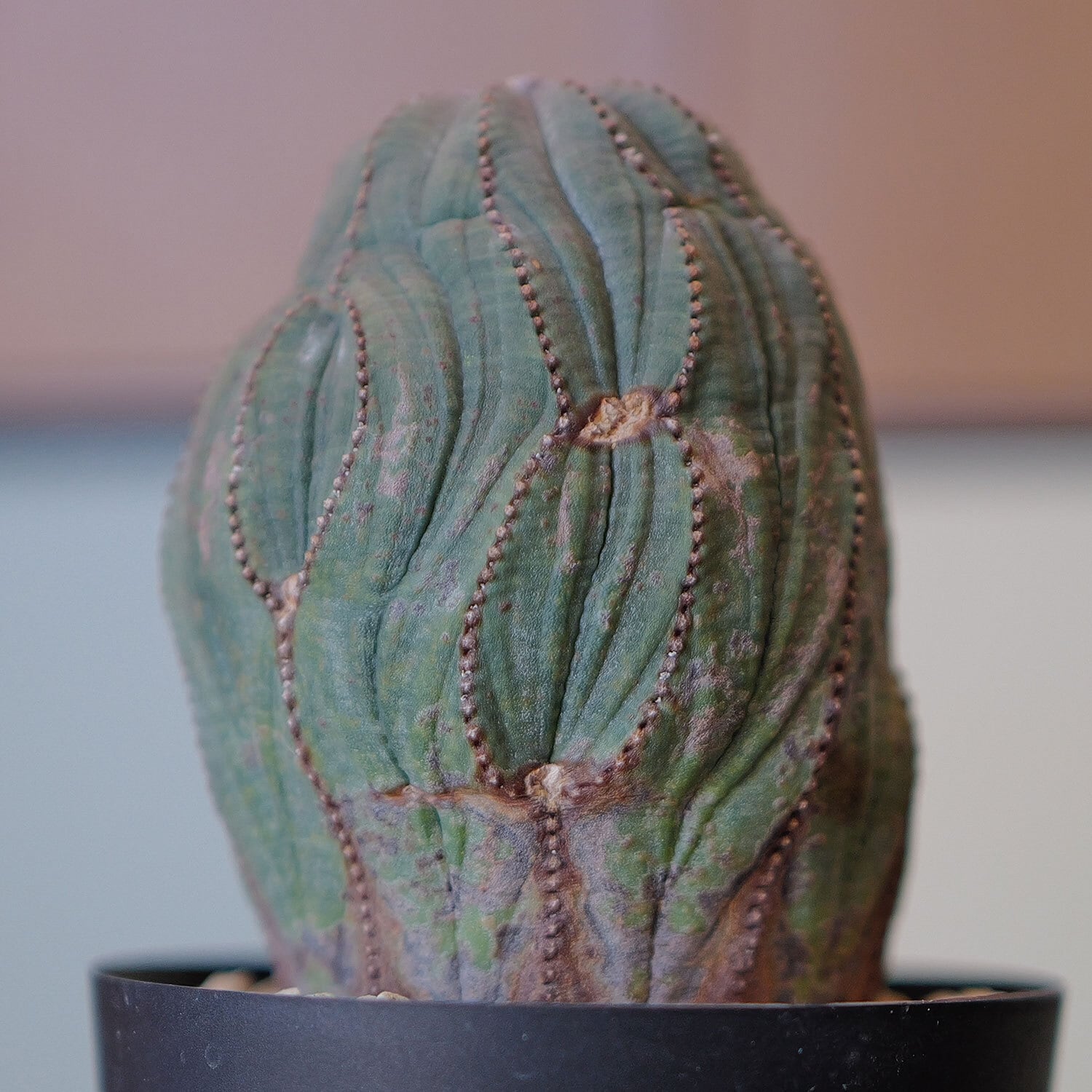 ユーフォルビア オベサ 雄株 木質化 オールド株 約11cm 雄株 (オス株) オベサ | LIGHTHOUSE.PLANTS - 海外実生株のオベサなど