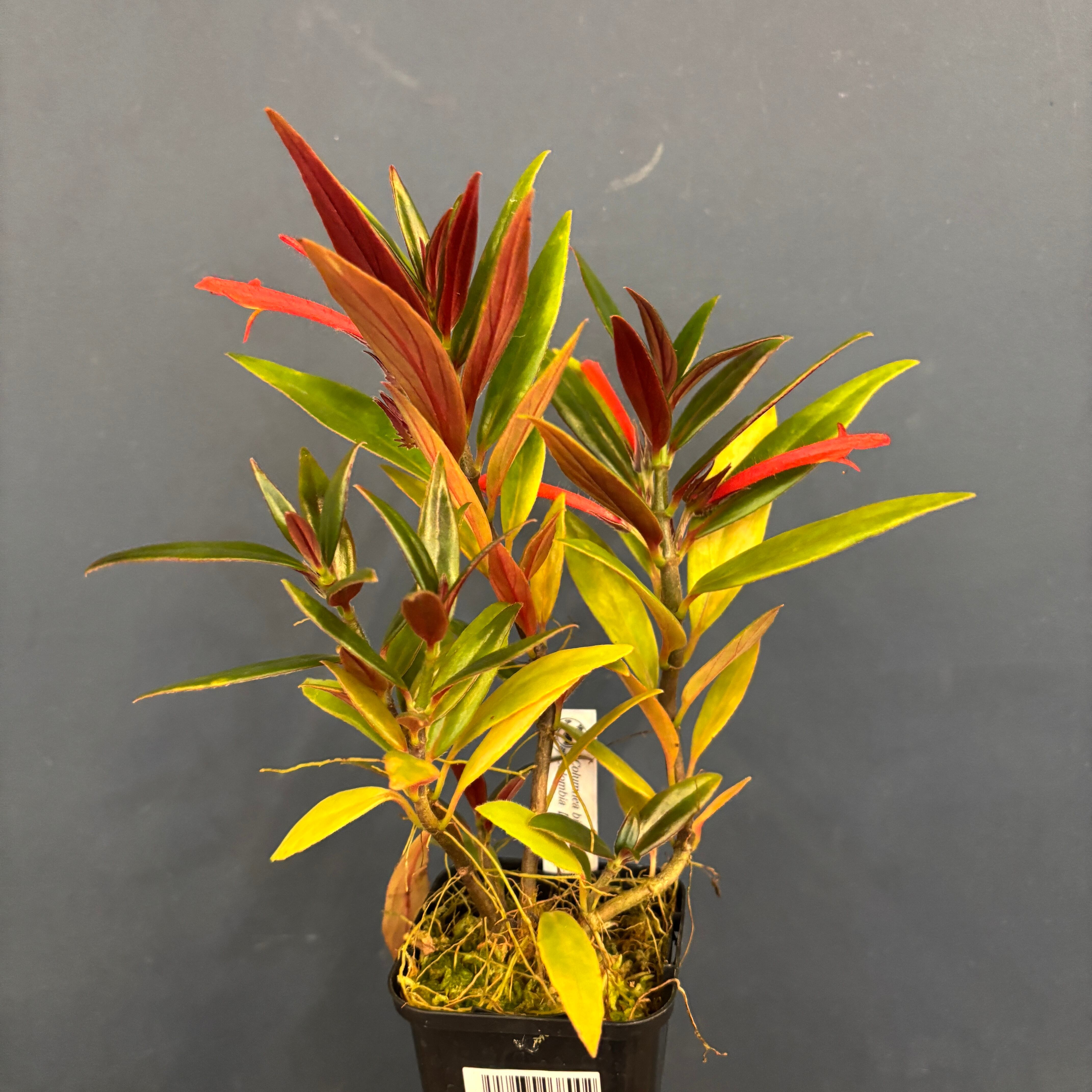 コルムネア bilabiata【125】