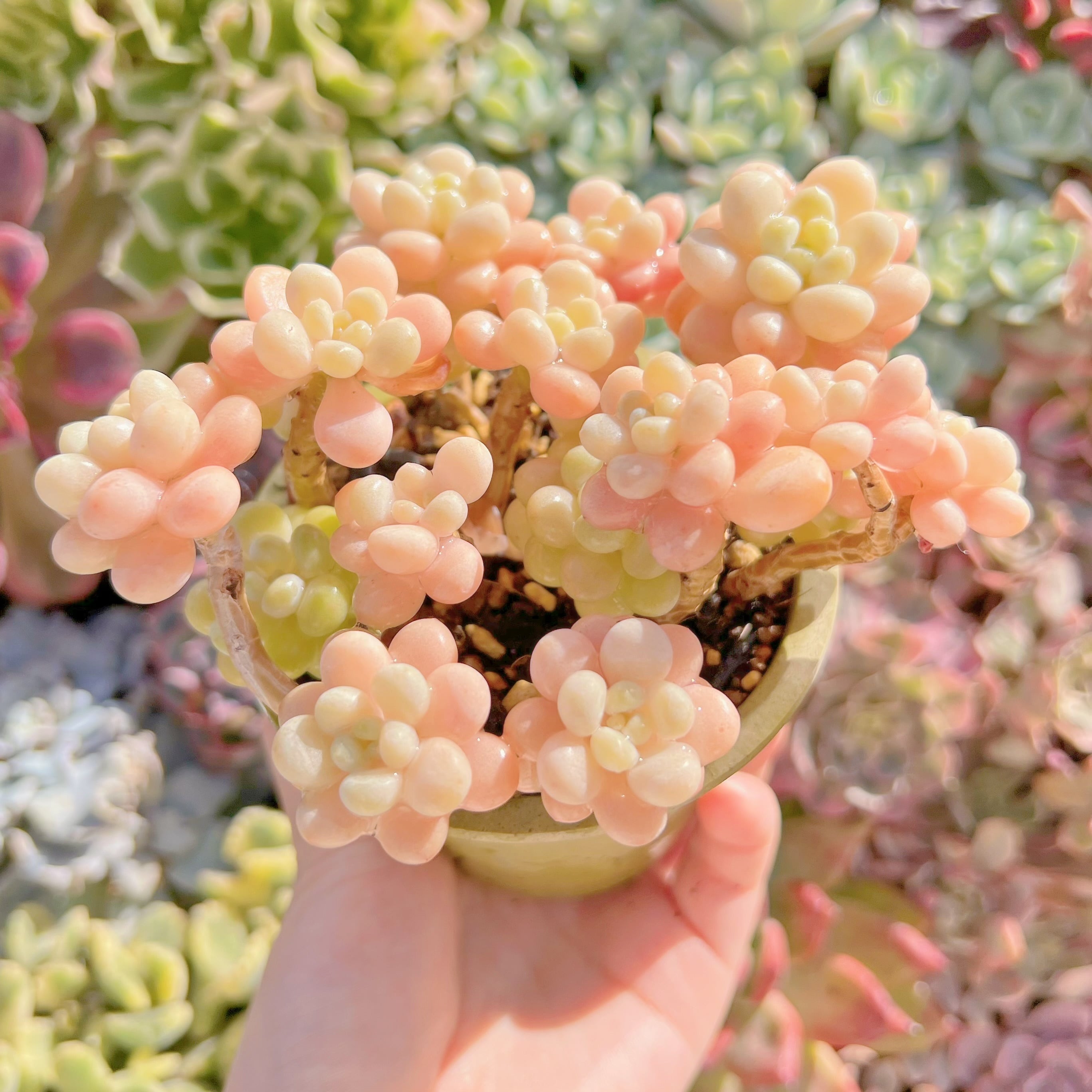 現品　丸葉ストロベリーミルク#290    群生　るる農園