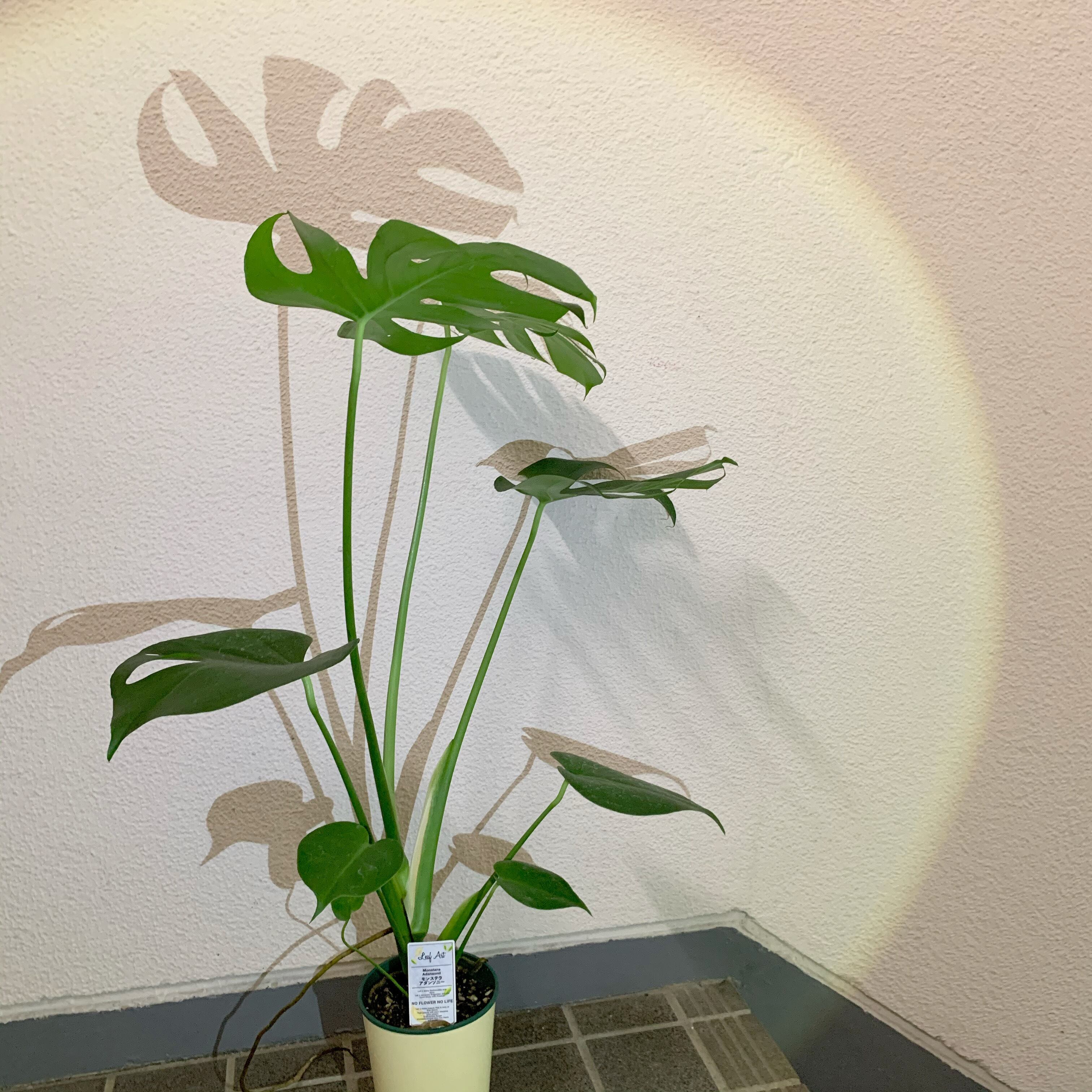 モンステラアダンソニー 花いちもんめ