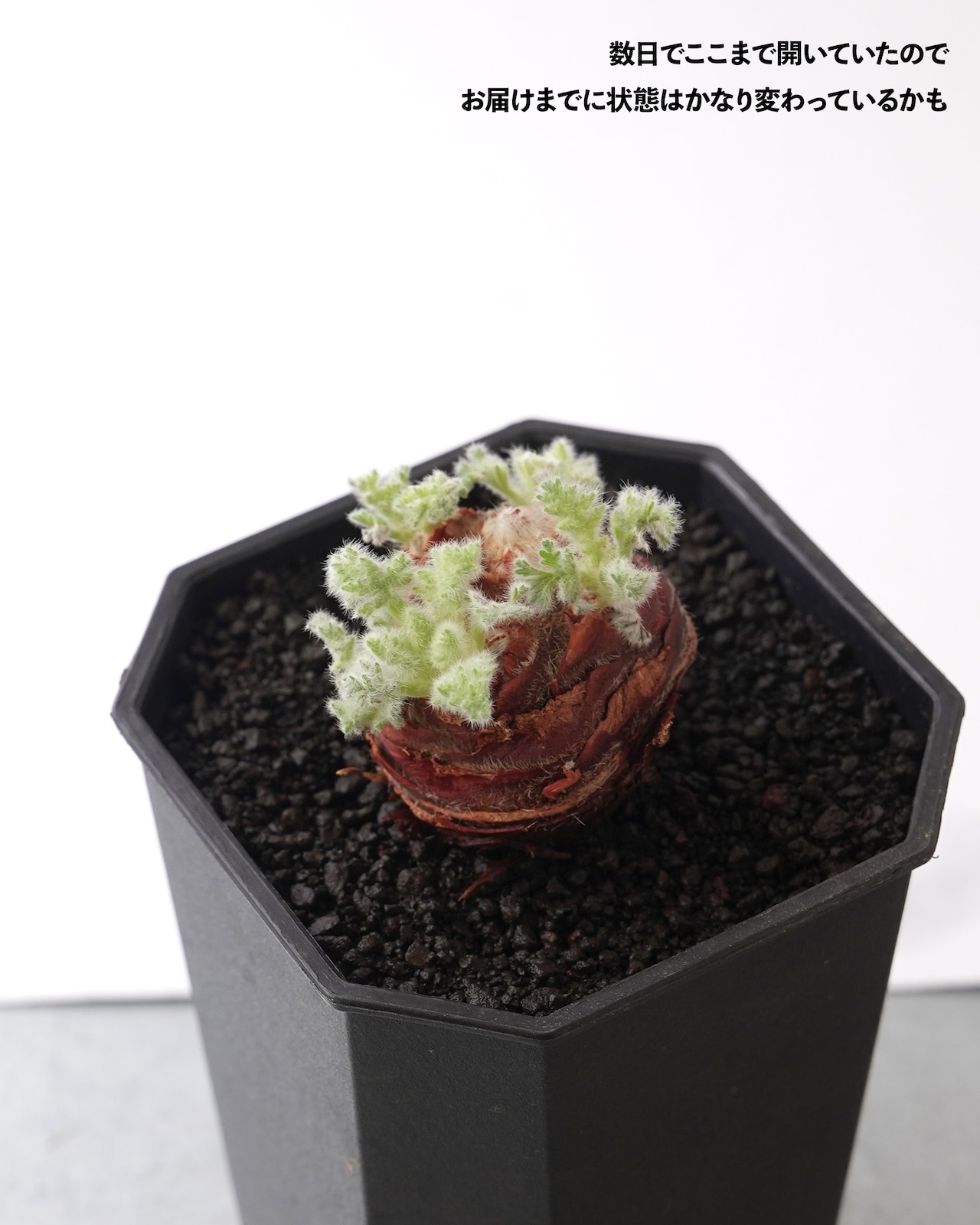一部発根済カット苗 ペラルゴニウム トリステ S Pelargonium triste
