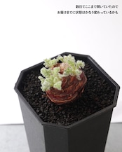 一部発根済カット苗 ペラルゴニウム トリステ S Pelargonium triste