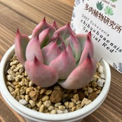 【現物商品】ECHEVERIA chihuahuaensis 'Special Red'