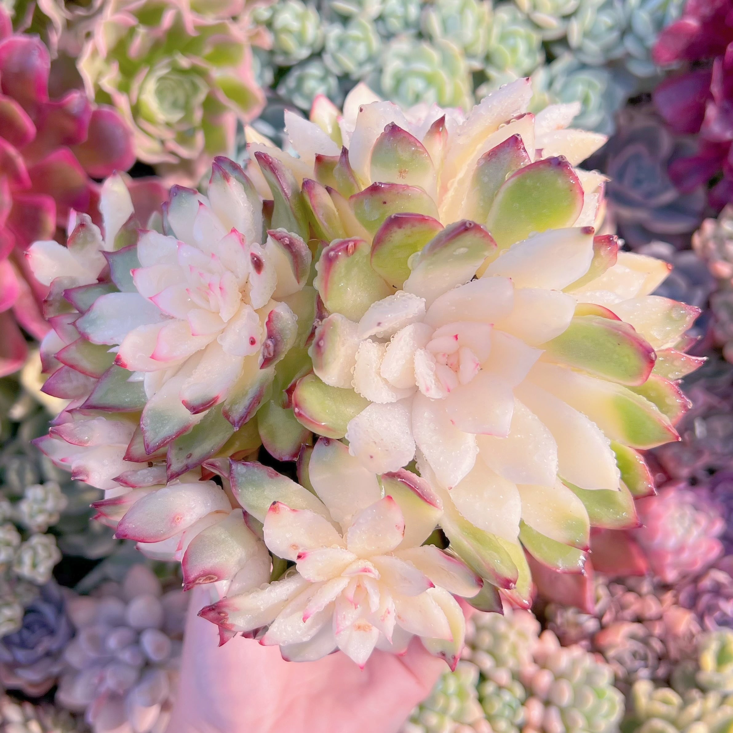 現品　プリリンゼアナ錦#266　るる農園