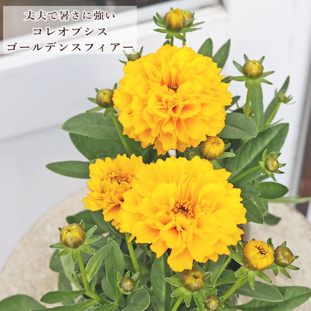 値下げセール 花苗 コレオプシス ソランナ ゴールデンスフィアー 3.5号