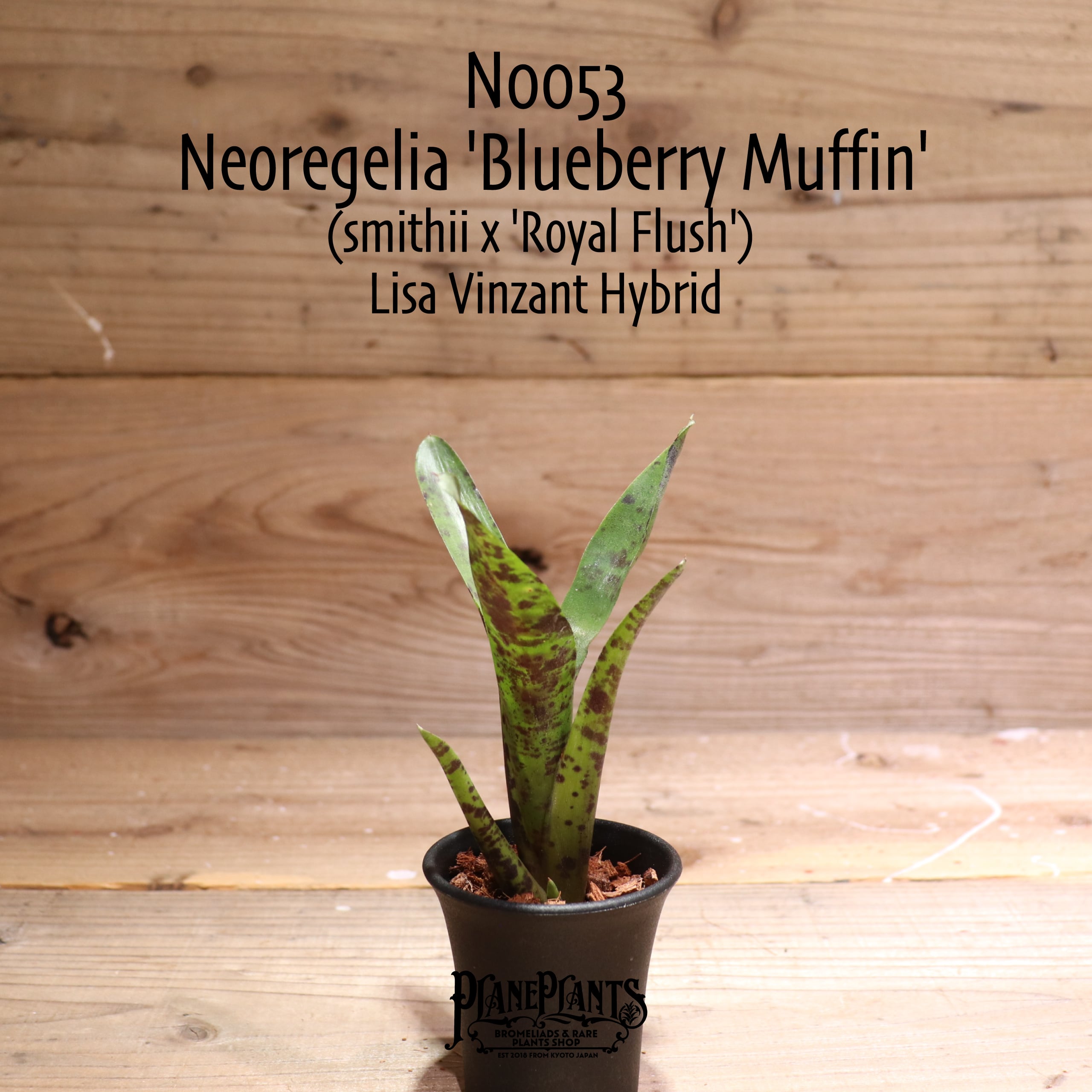 【送料無料】Neoregelia 'Blueberry Muffin'〔ネオレゲリア〕現品発送N0053-1