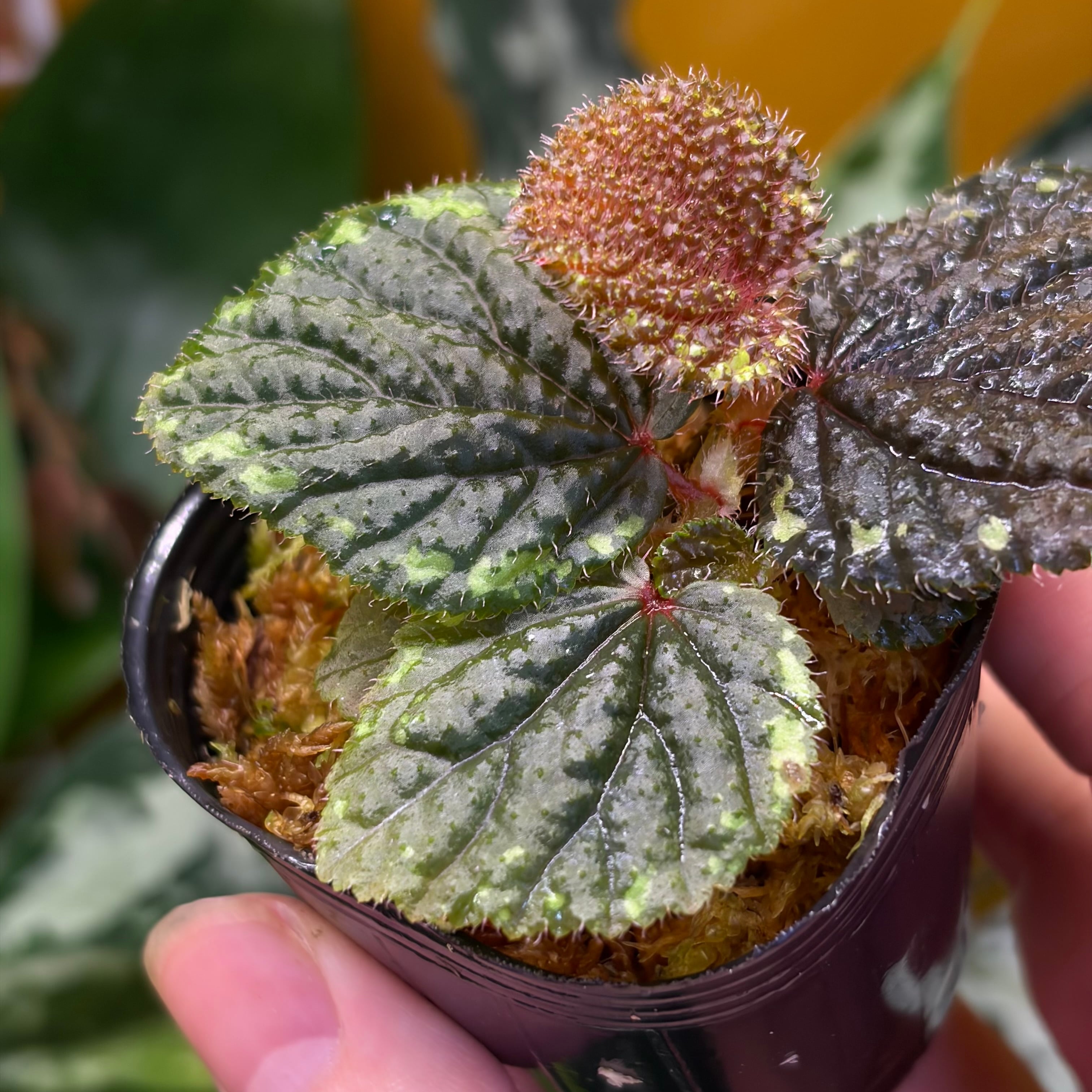 根茎性ベゴニア | 熱帯雨林植物専門店 トイ吉園芸