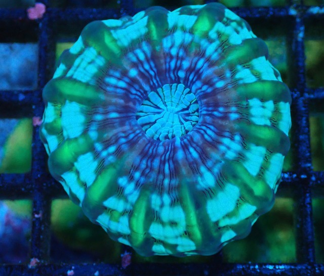 Cynarina Lacrimalis UniqueColor 3