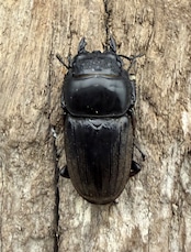 【WD】《ダイオウヒラタ イジェン産 85mm ペア》