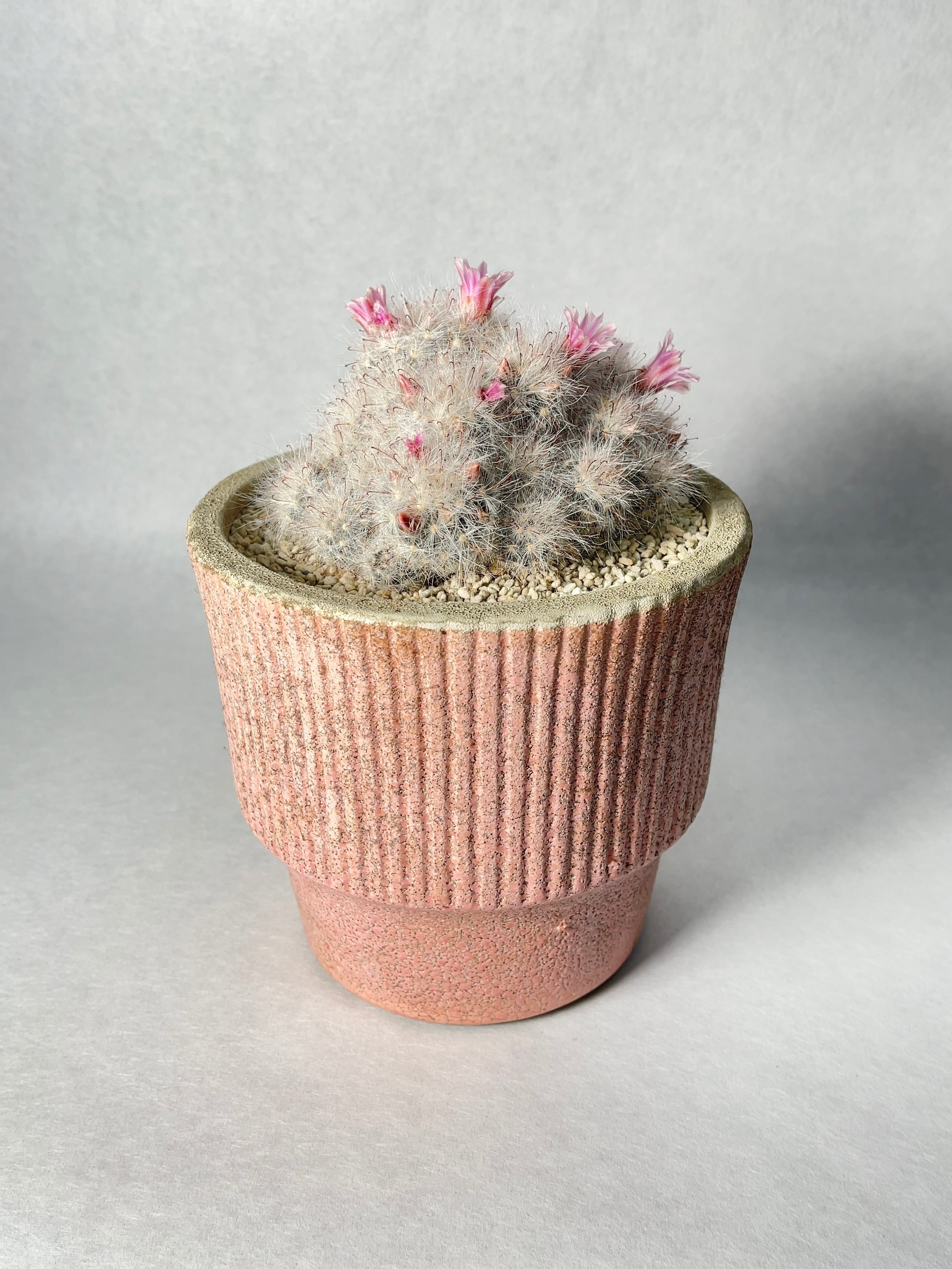 サボテン　マミラリアクルシゲラ 国内　実生 塊根植物 サボテン マミラリアクルシゲラ 国内 実生 塊根植物