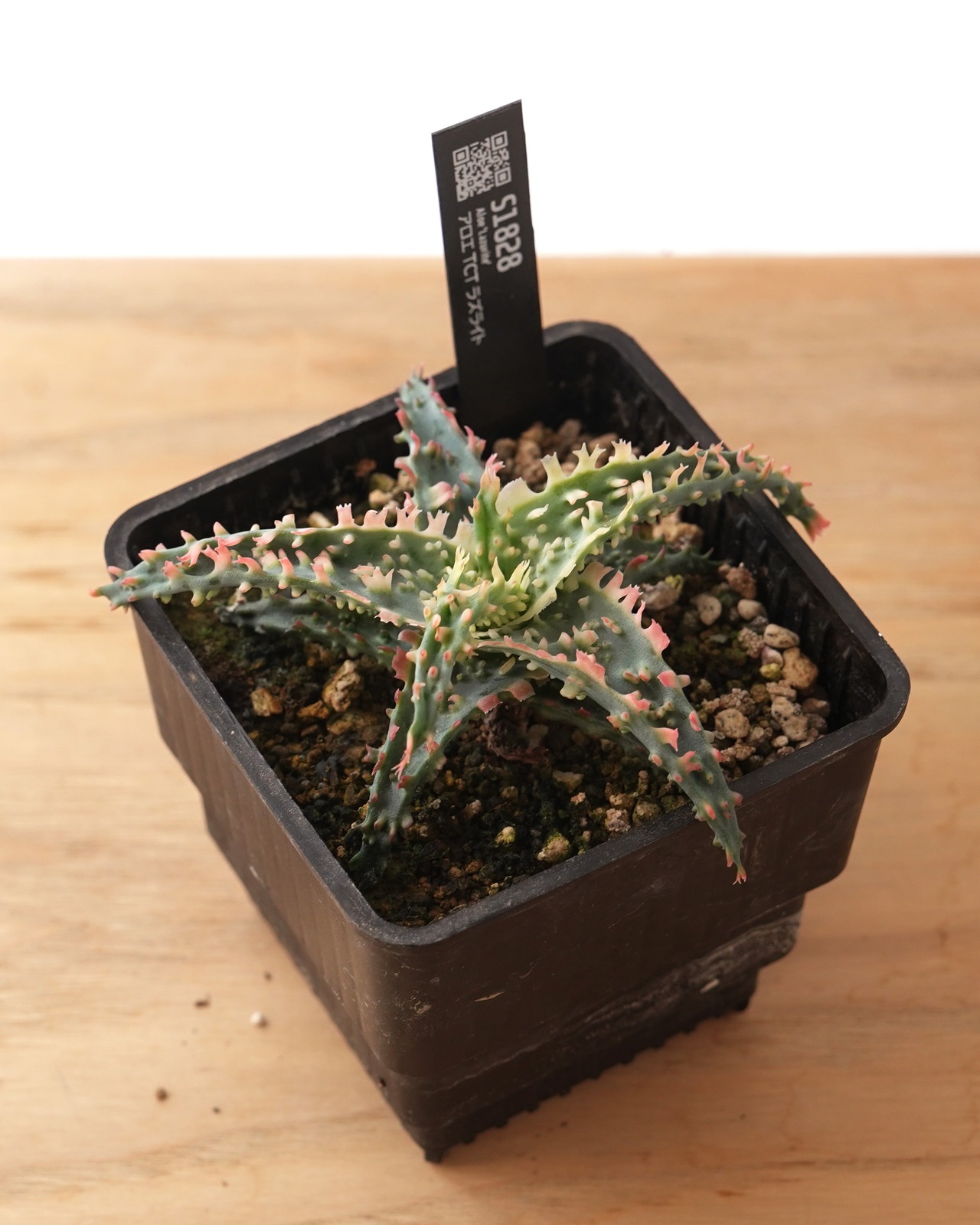 抜き苗 アロエ TCT ラズライト Aloe 'Lazurite'