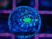 Loadhowensis Baby Green 2